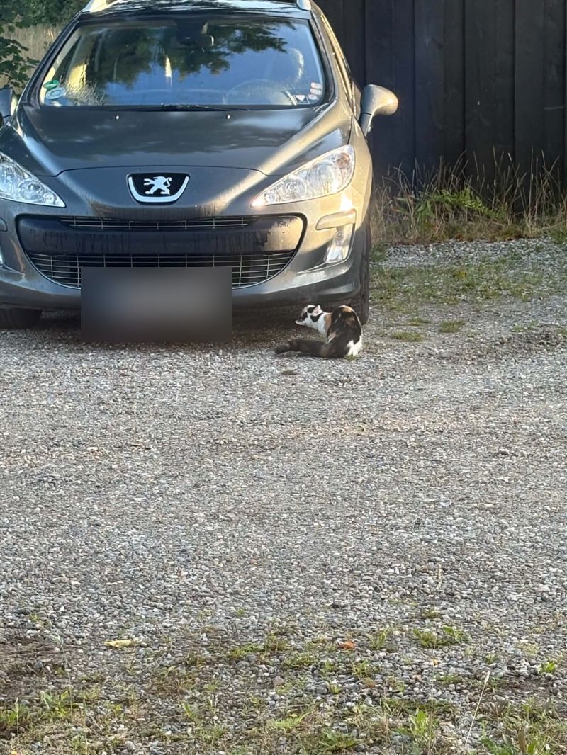 PEUGEOT, 308, 1,6 HDI SW 109HK Skrotbil skrotpræmie